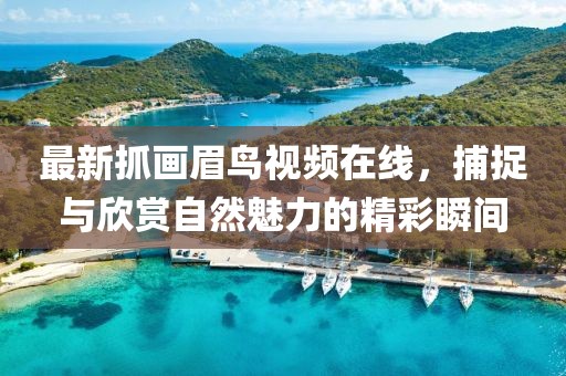 最新抓画眉鸟视频在线，捕捉与欣赏自然魅力的精彩瞬间