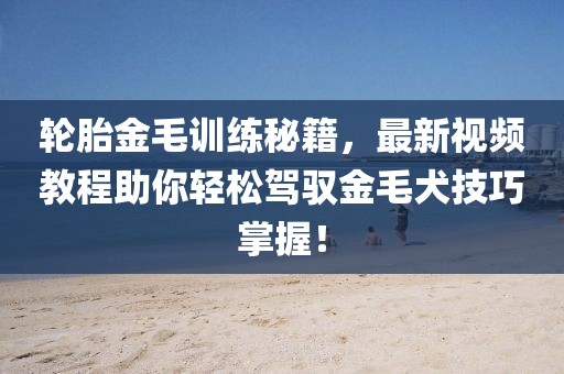 轮胎金毛训练秘籍，最新视频教程助你轻松驾驭金毛犬技巧掌握！