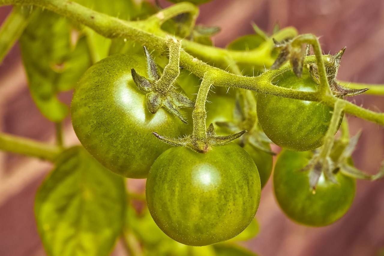 桥西蔬菜最新价格概览，最新蔬菜价格信息一网打尽！