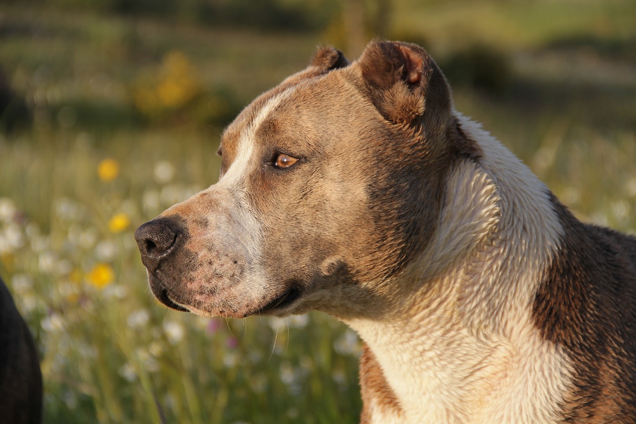 最新比特犬战犬完美组合，品质、性能与价值并存出售