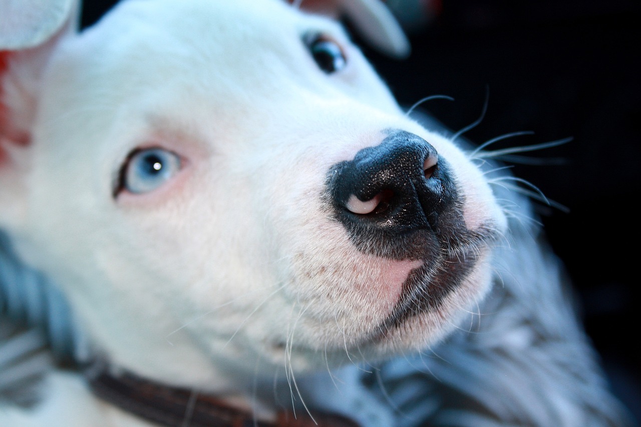 最新比特战犬买卖信息解析，交易动态及相关违法犯罪问题探讨