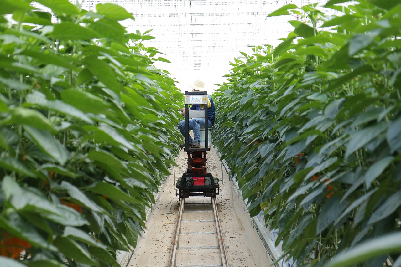 柊叶种植新技术及其应用前景探讨